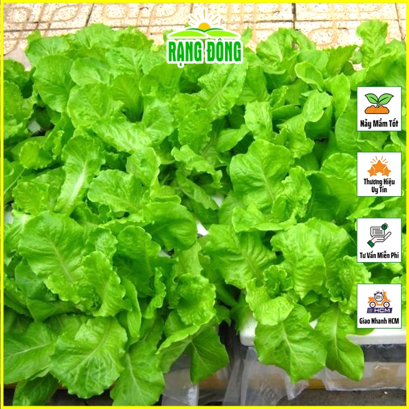 Hạt giống Xà Lách Vàng Cao Sản (Xà Lách Dún) Trồng Quang Năm, Kháng Bệnh Tốt (gói 10 gram) - Hạt giống Rạng Đông