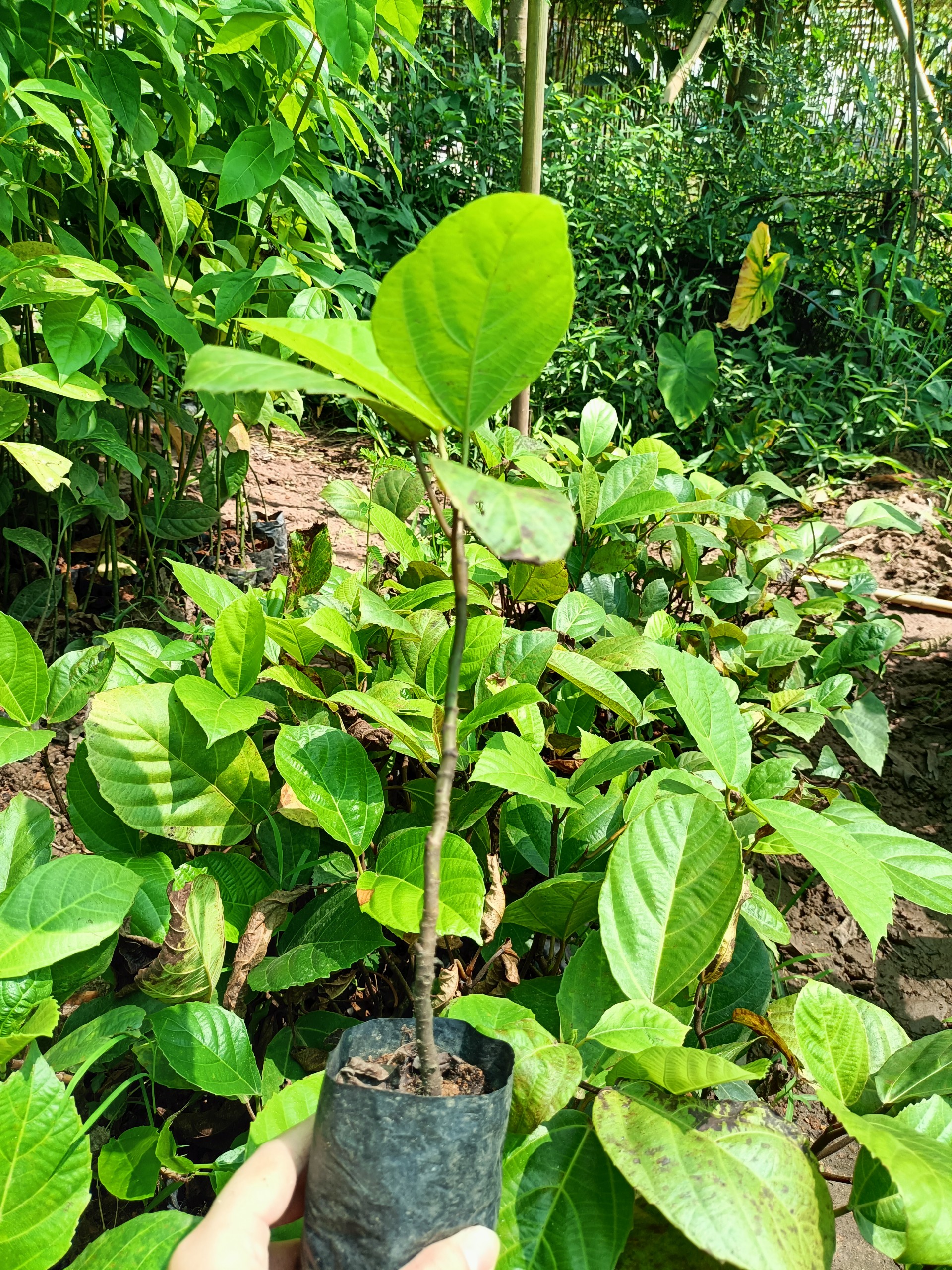 Cây giống vả mật