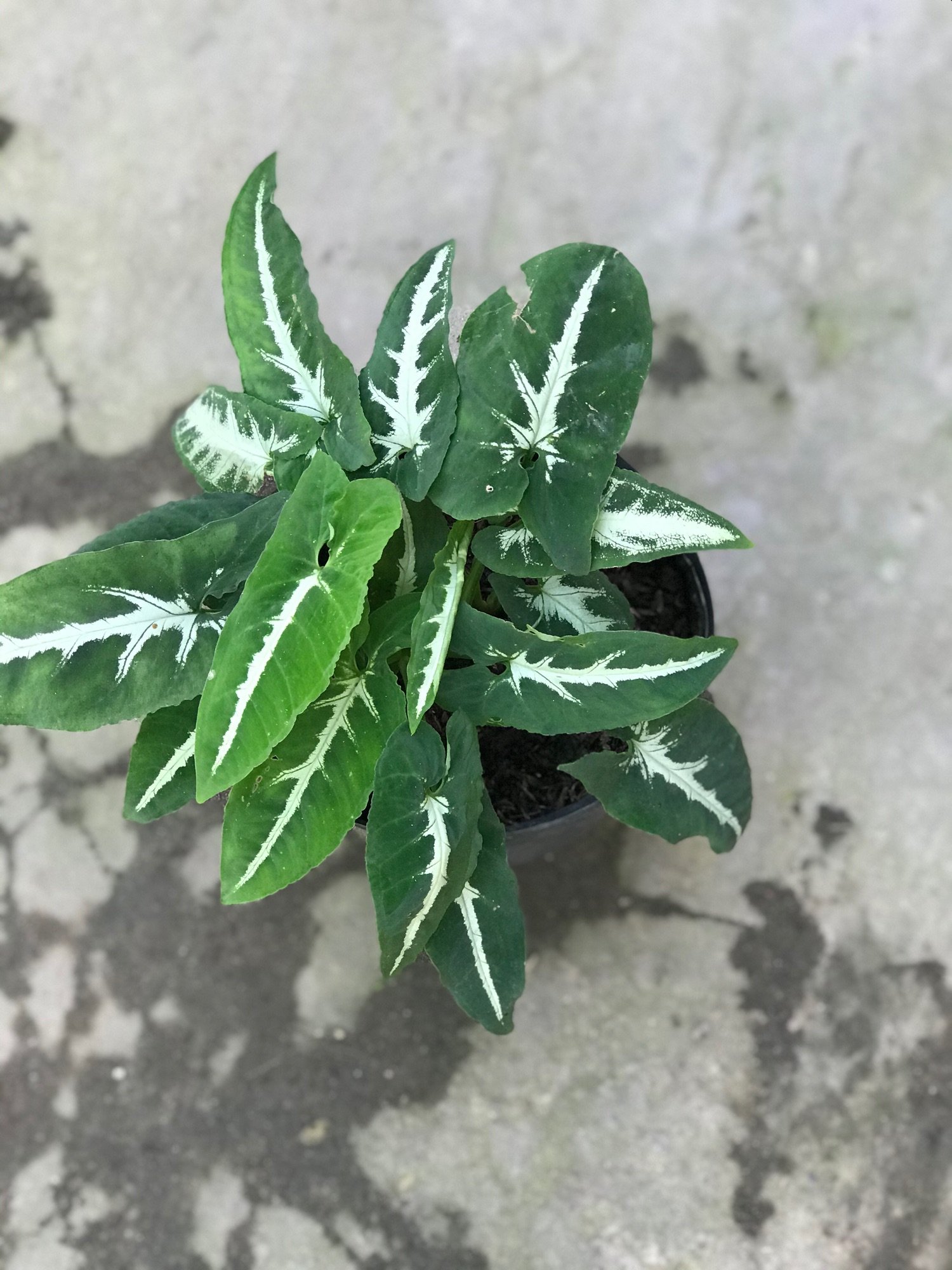 Trầu Bà Nhung - Cây cảnh để bàn