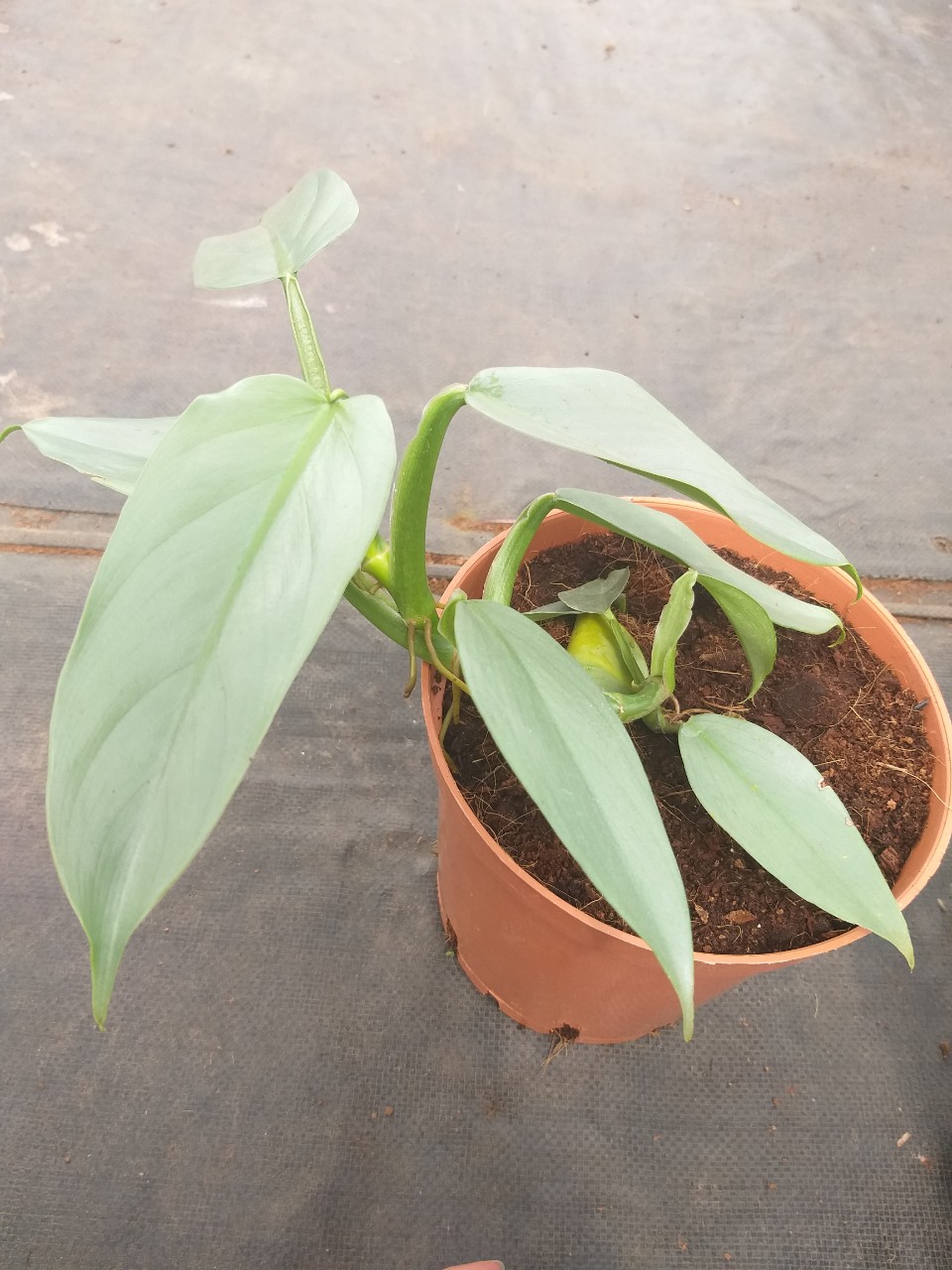 Trầu bà bạc Philodendron Hastatum