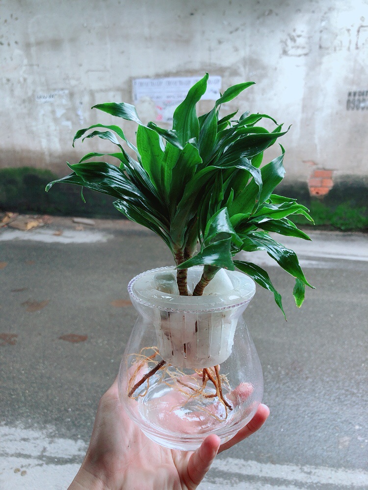 Chậu Cây Phát Tài Thuỷ Sinh