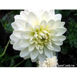 Combo 5 củ thược dược màu trắng