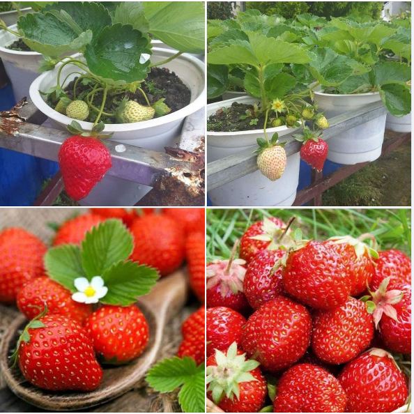 Hạt Giống Dâu Tây Đỏ Gói 100 Hạt