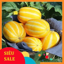 [Chính hãng] Hạt giống Dưa Lê Hàn Quốc  – 10 Hạt