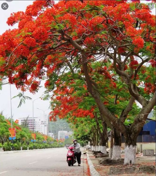 "Gói 5 "Hạt giống hoa phượng vĩ đỏ [Seeds]