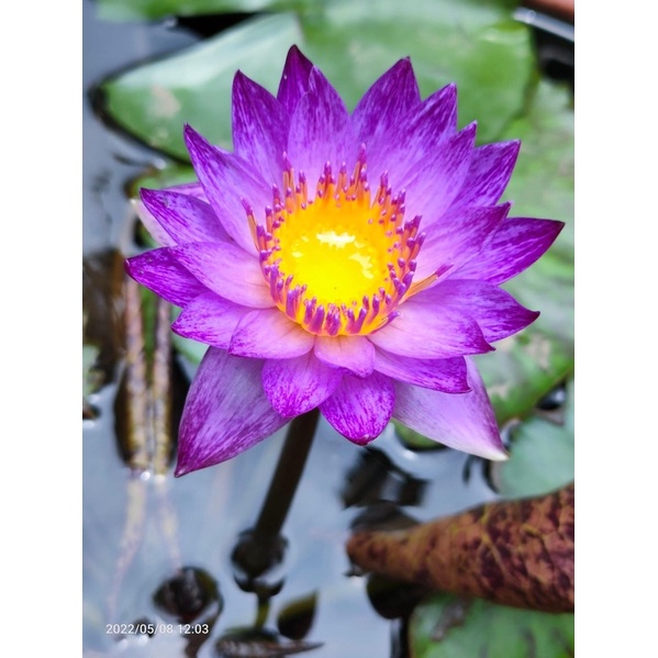 Cây Hoa Súng Thái Lớn Sẳn Hoa