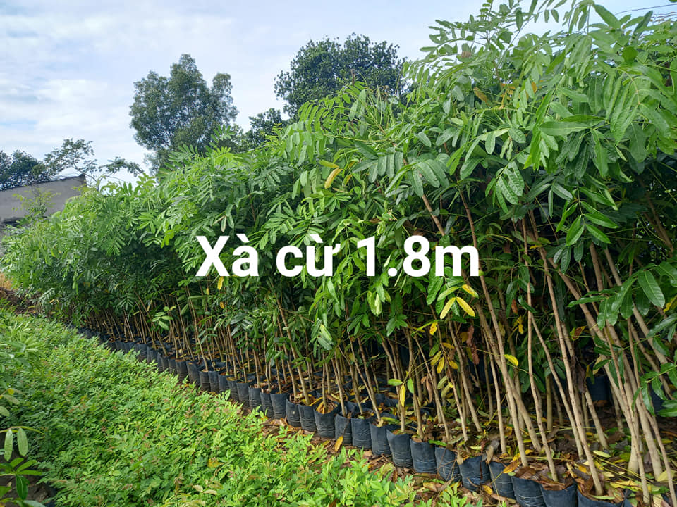 Hạt giống xà cừ
