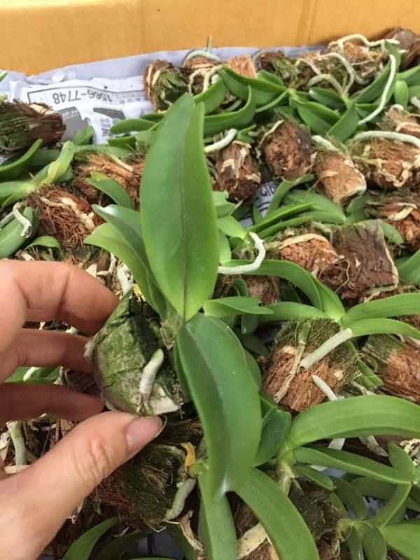 combo 5 cây hoa phong lan đai châu giống
