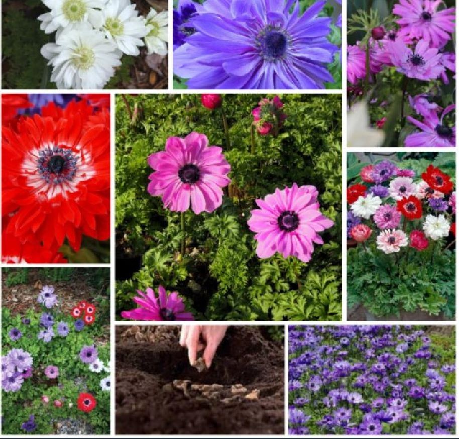 Củ giống hoa anemone hoa màu đỏ