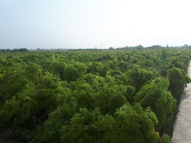 Lá Đinh Lăng Khô ( 1kg)