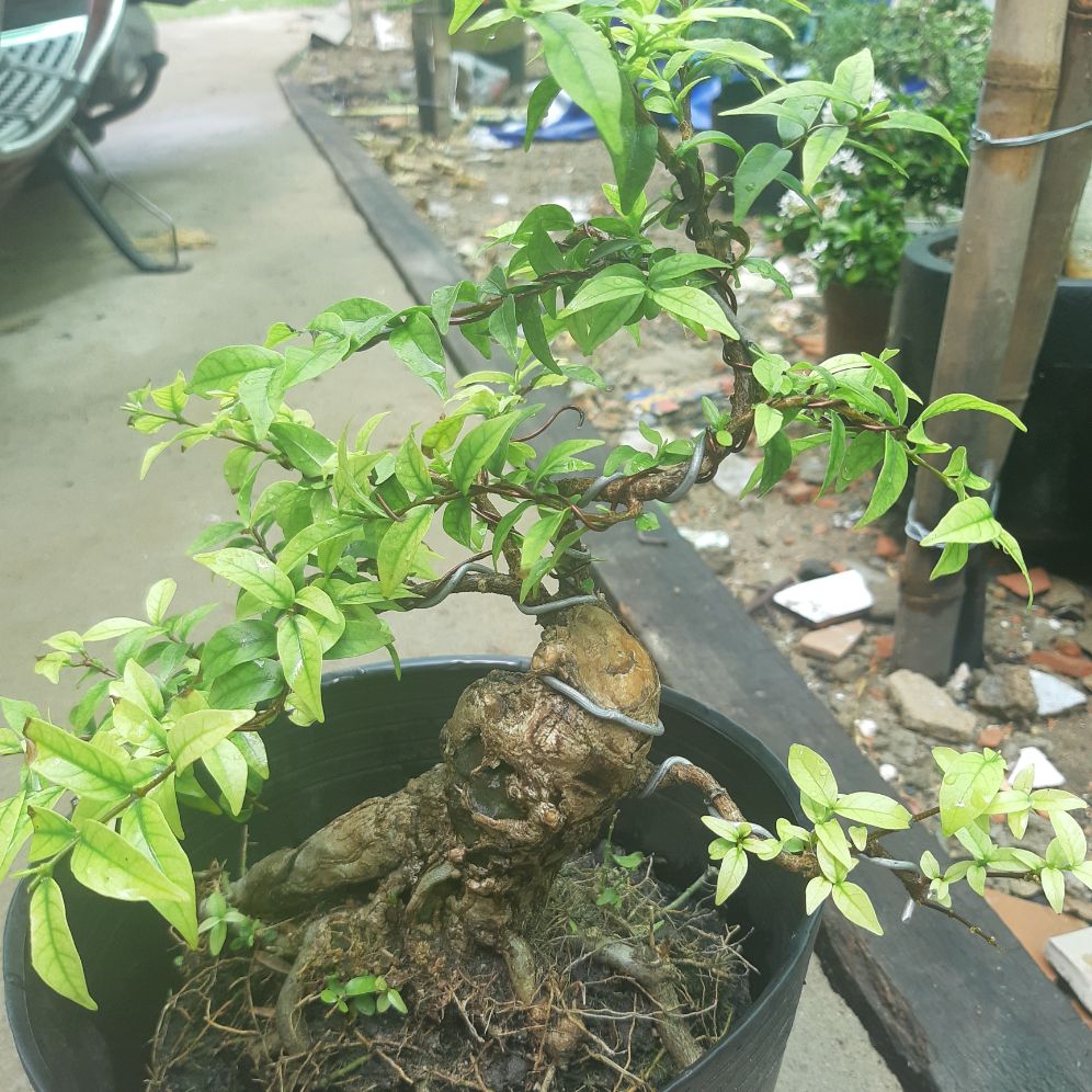 Mai chiếu thủy bonsai gốc gân