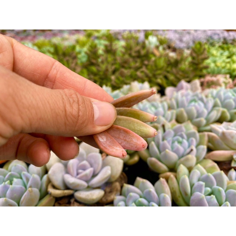COMBO 5 LÁ MẦM SEN ĐÁ ĐÁ ĐỎ KHỎE ĐẸP LỖI 1 ĐỔI 1