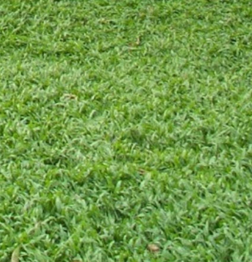 Hạt giống cỏ lá gừng thái lan 5 gam