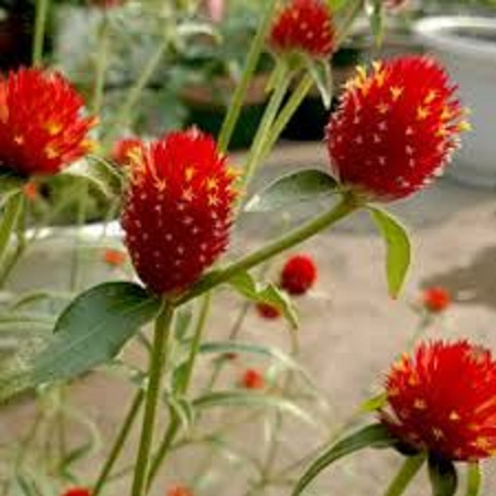 Hạt giống hoa cúc bách nhật đỏ-gói 100 hạt