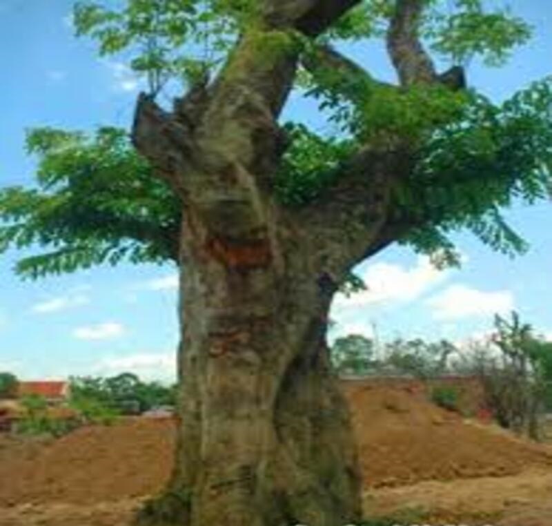 Cây giống Sưa đỏ có giá trị kinh tế cao