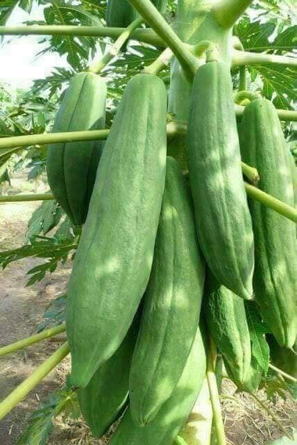 Hạt Giống Đu Đủ Punket Thái Lan