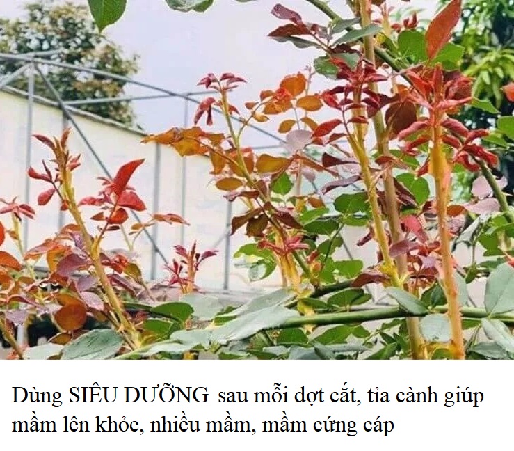 Phân bón NPK 30-10-10 nở bụi, xanh lá, mập cọng 40gr