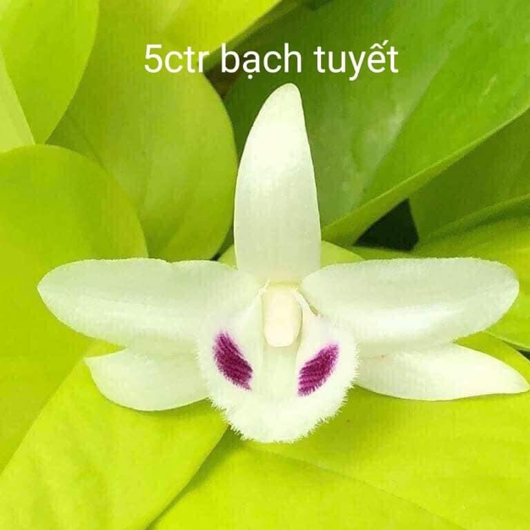 Hoa lan 5 cánh trăng bạch tuyết gieo hạt