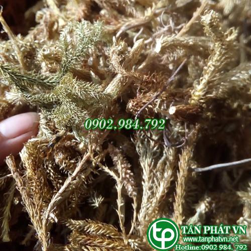 Cây thông đất sấy khô 500g - Thảo Dược Tấn Phát