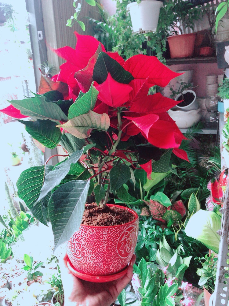 Chậu Cây Trạng Nguyên