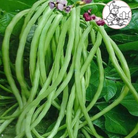 HẠT ĐẬU ĐŨA HẠT ĐEN, ĐẬU ĐŨA MÓNG CHIM - GÓI 20 GRAM