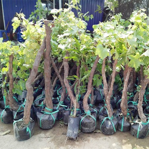 2 gốc cây nho ninh thuận