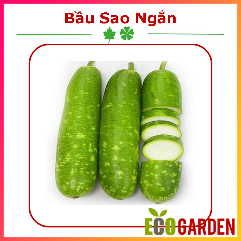 Hạt Giống Bầu Sao Trái Ngắn Lai F1 (ECO.220)