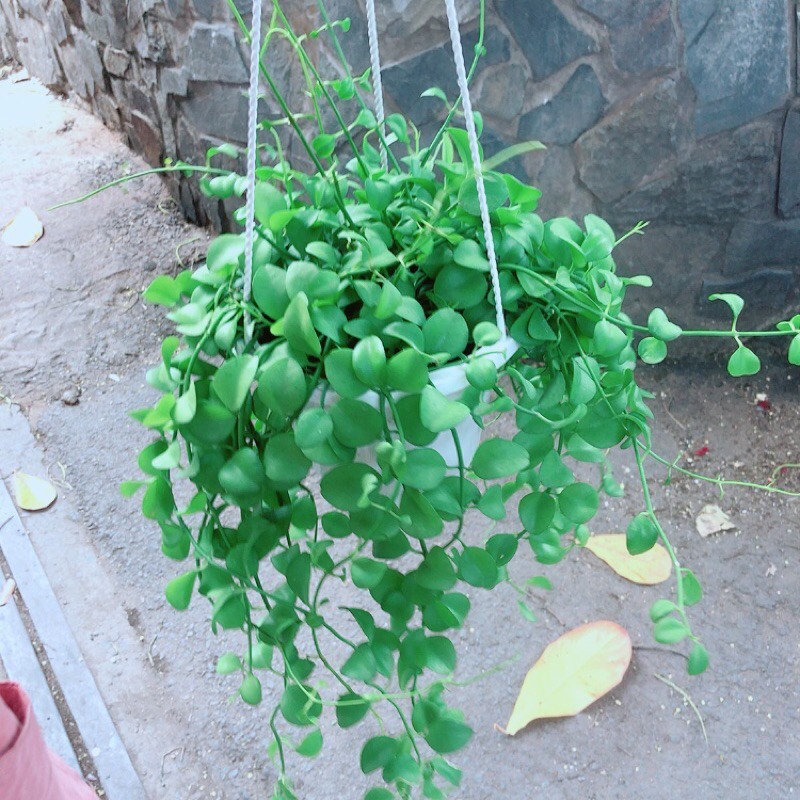 Chậu Cây Treo Đo La