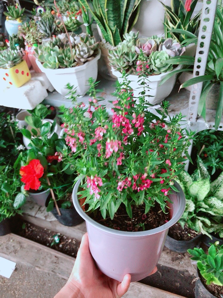 Cây Hoa Lưu Ly
