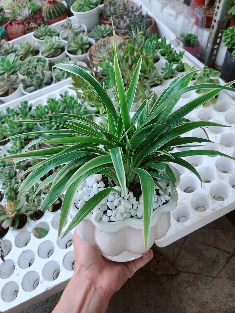 Chậu cây lan chi