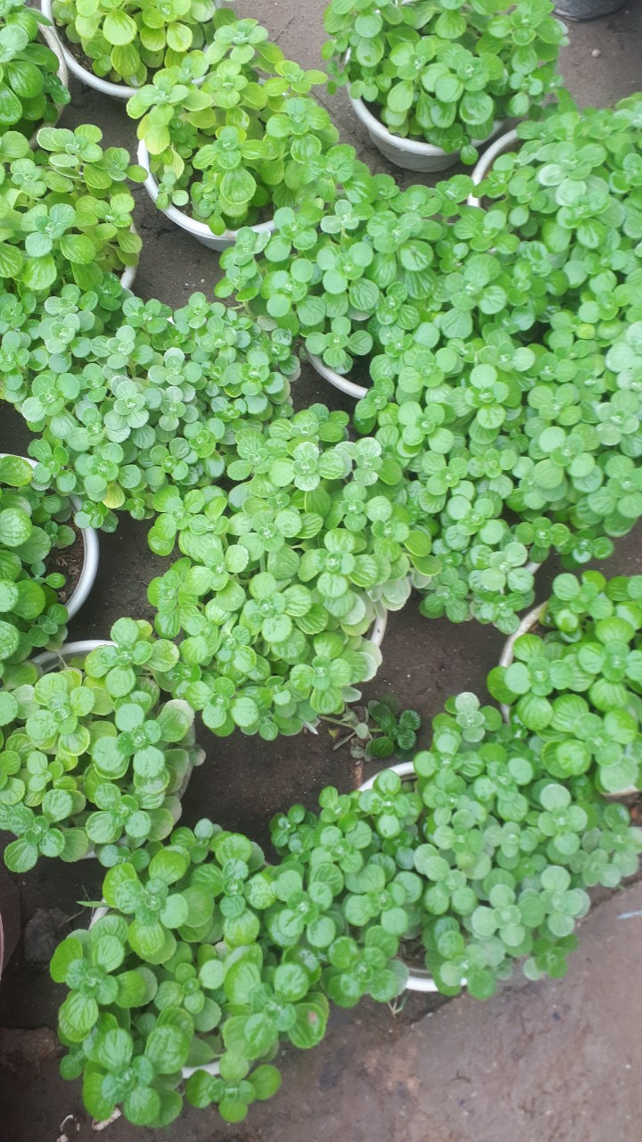 Cây nhất mạt hương (cây sen thơm)
