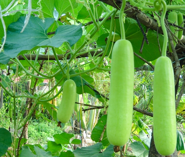 Hạt giống BẦU LAI