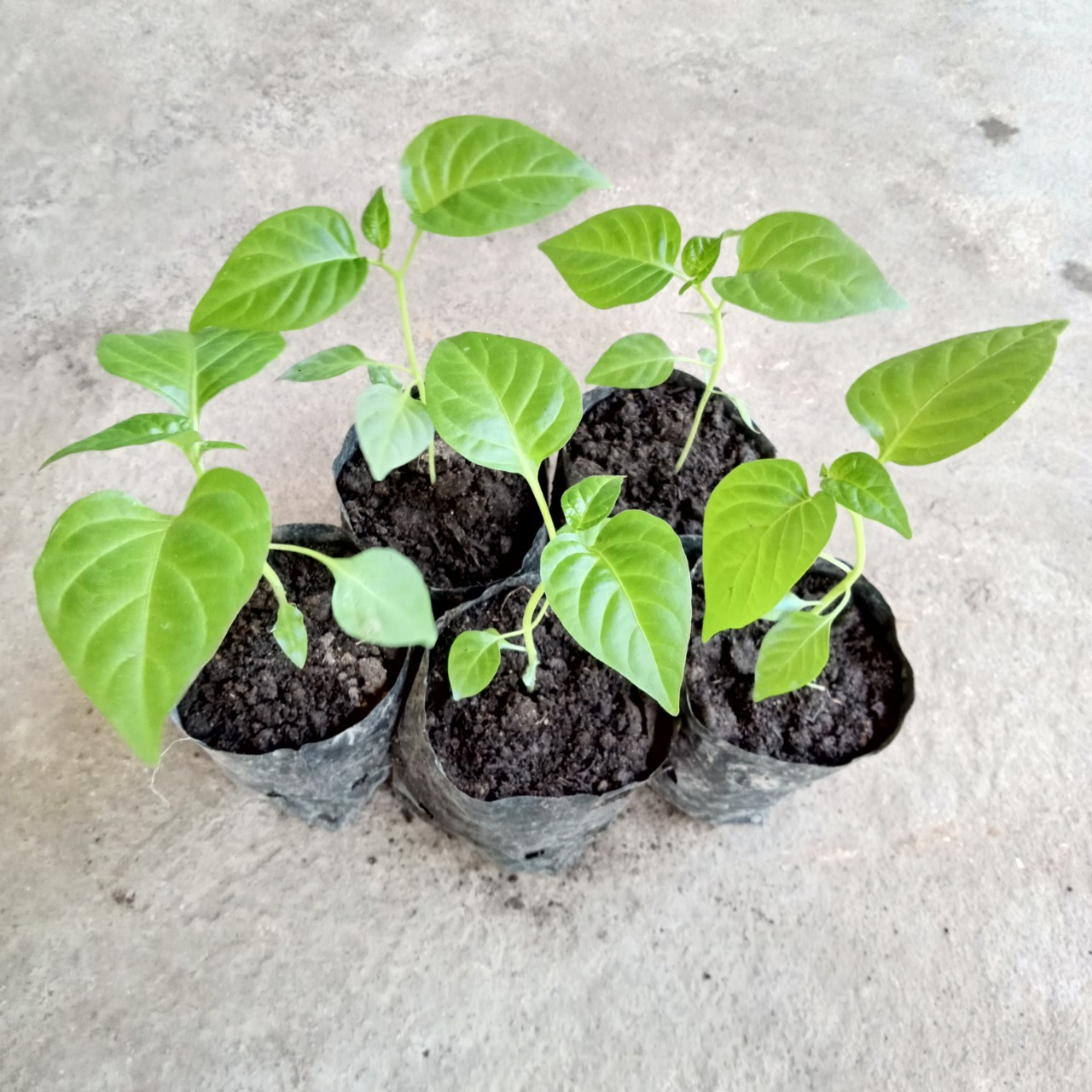 Cây (2 tháng) Ớt Habanero Yellow Siêu Cay