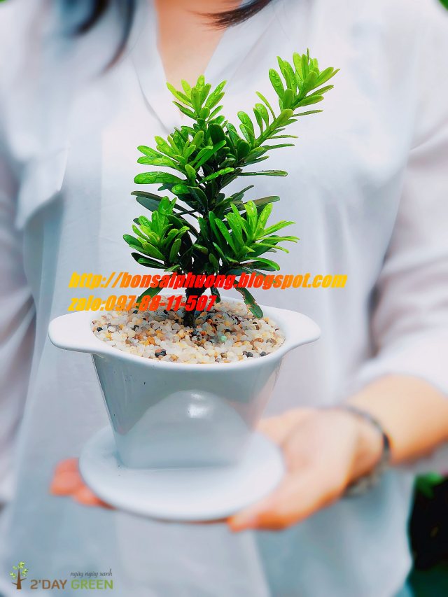 Tùng la hán bonsai mini