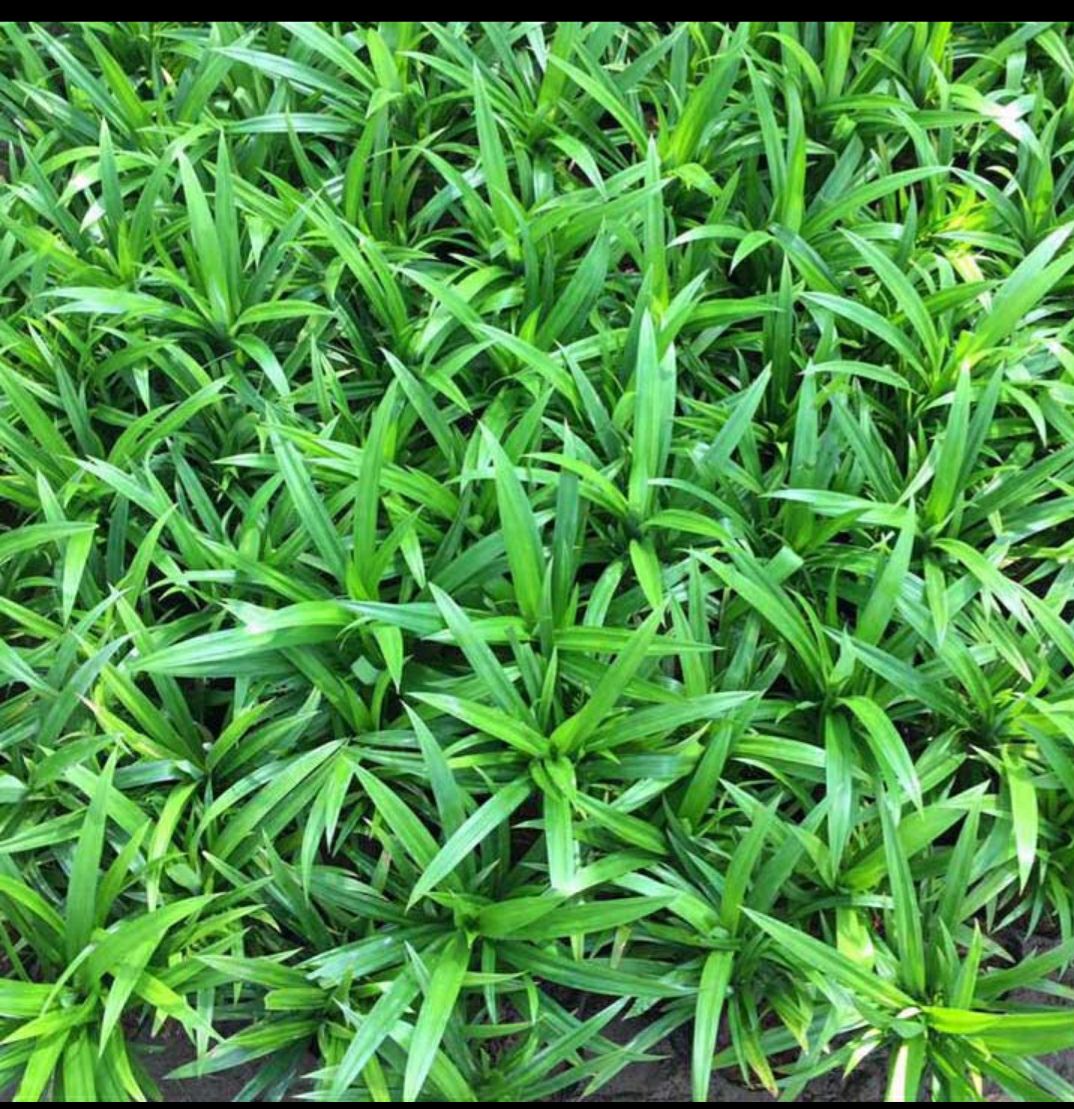 5 cây lá dứa