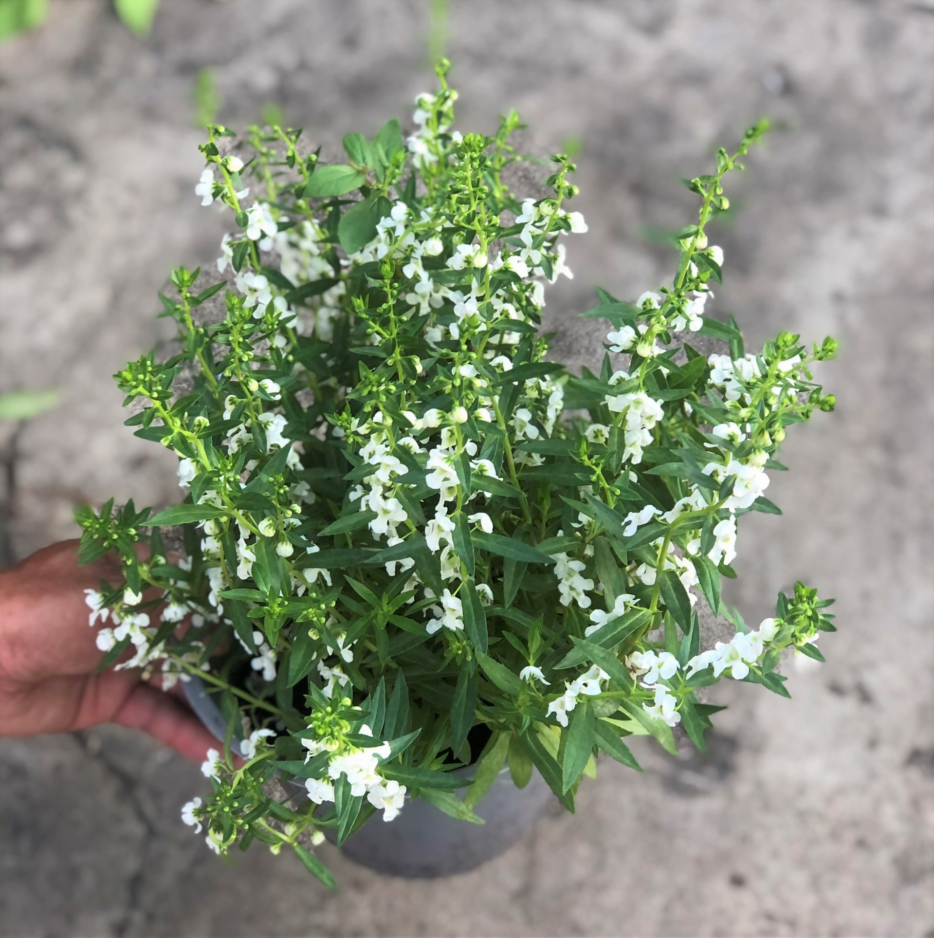 Cây Forget Me Not hoa màu trắng