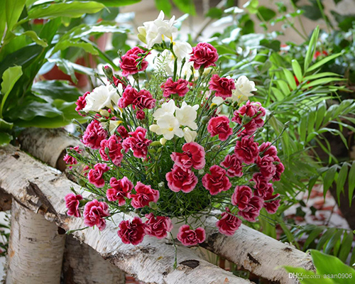 Hạt giống hoa Cẩm Chướng
