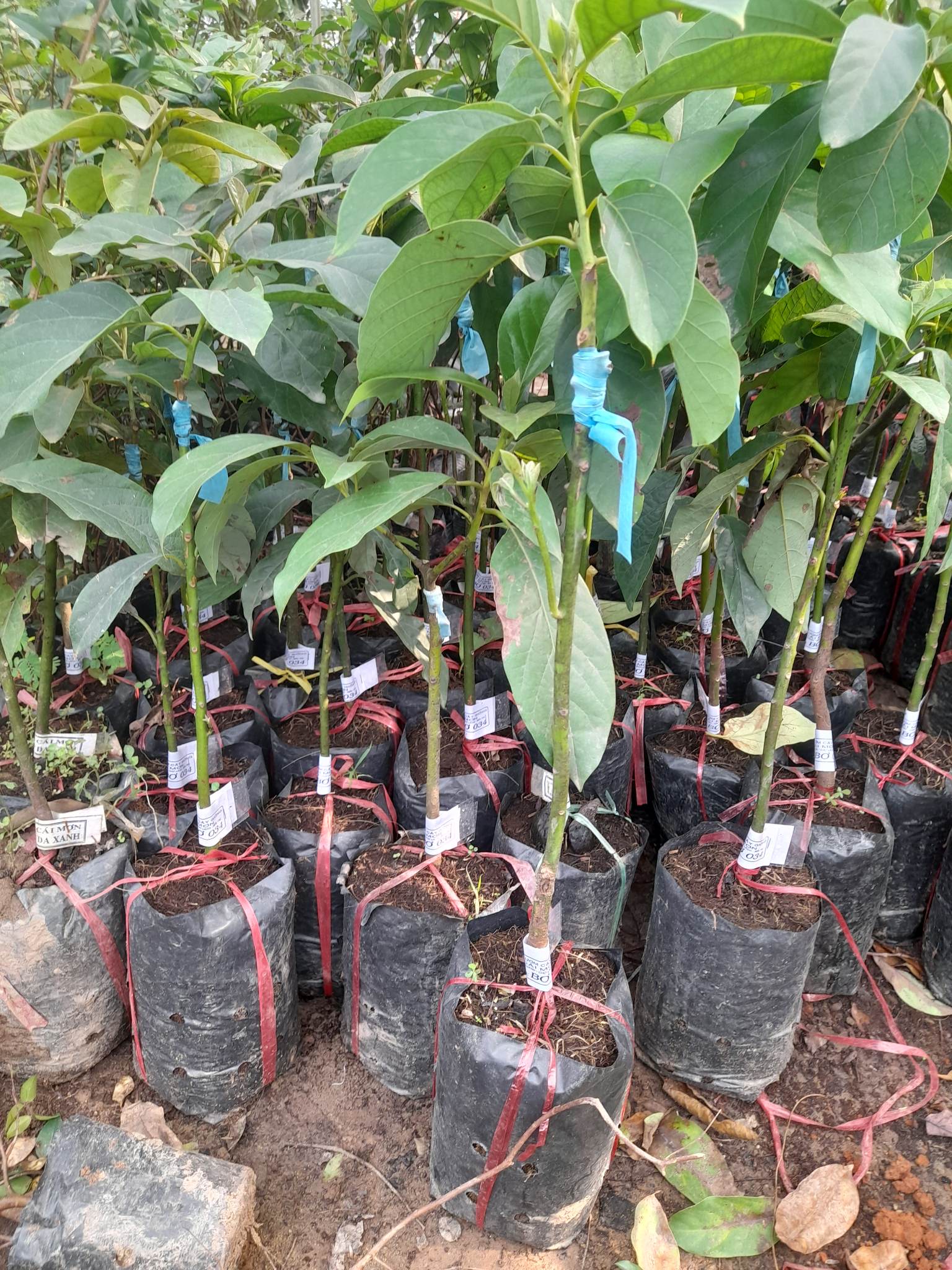 Giống Bơ 034-Cây Ăn Trái+Tặng kèm phân bón