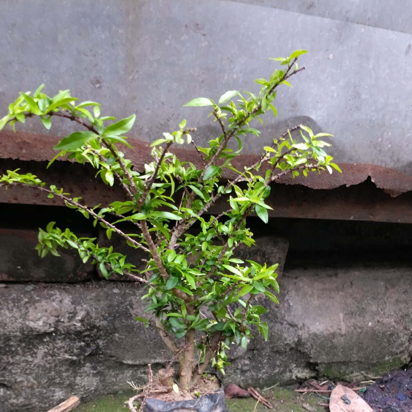 Cây Giống Mai Chiếu Thủy Lá Kim Khỏe Mạnh