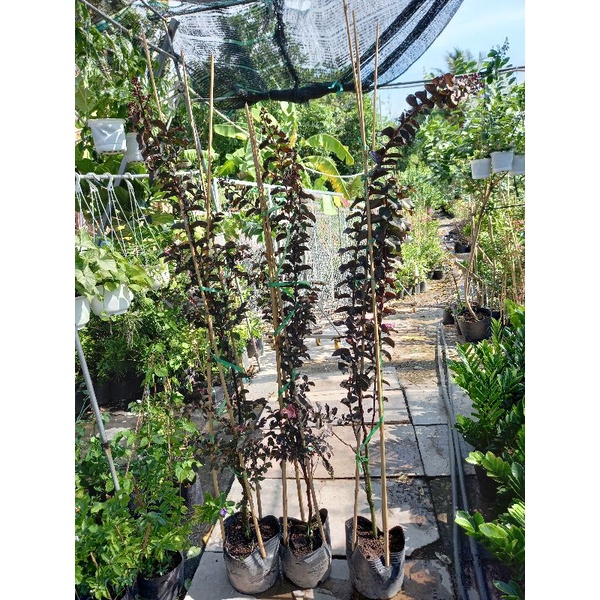 tường vy huyết long cao 1m