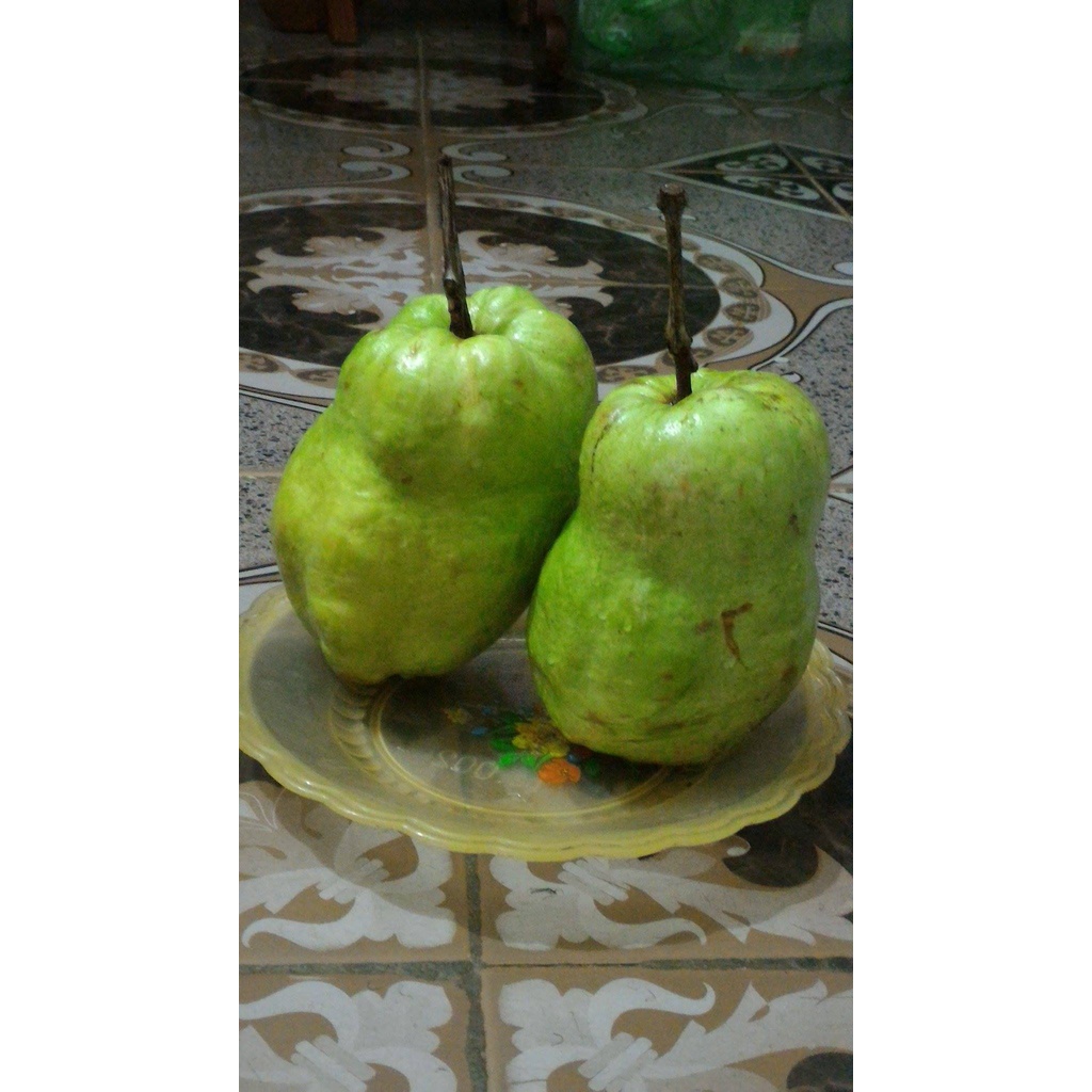 Cây Giống Ổi không hạt Phugi ( siêu sớm)