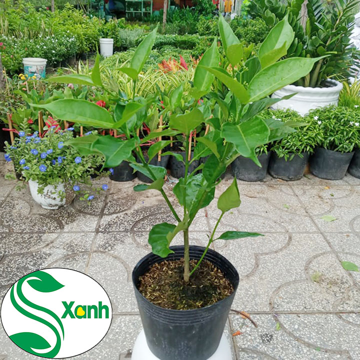 Hoa Lài Tây Hoa Trắng Thơm