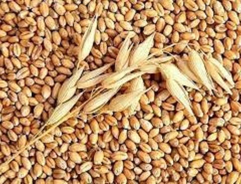 Hạt giống cỏ lúa mì ,cỏ lúa mạch(cỏ dinh dưỡng cho thú cưng)gói 100 gram