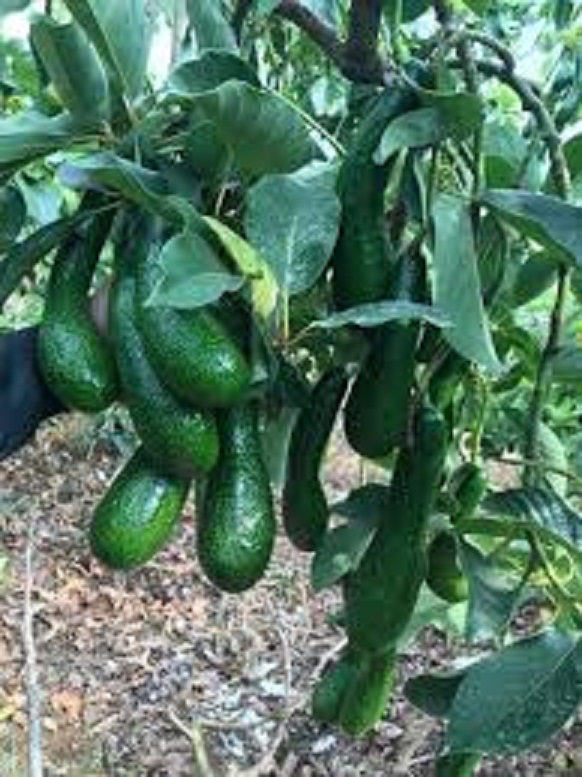 CÂY GIỐNG BƠ SÁP 034