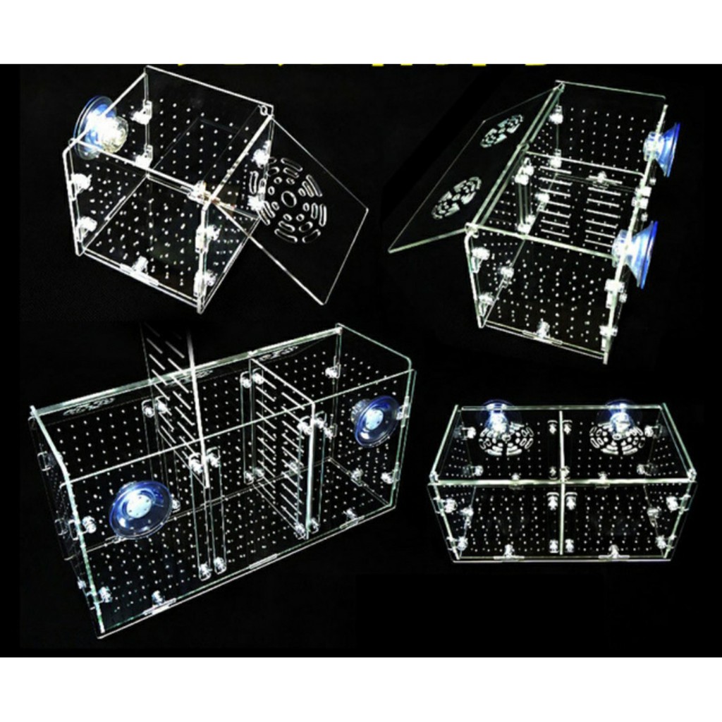 Lồng dưỡng cá tép mica siêu trong- lồng dưỡng tép bể thủy sinh