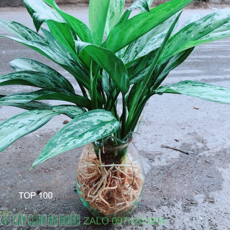 Chậu Cây Ngân Hậu Thuỷ Sinh