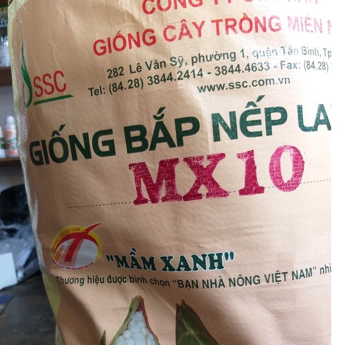 Hạt Giống Bắp Nếp Lai MX10 (500g)