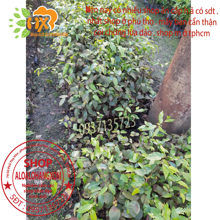 combo 5 cây sao đen -cây giống