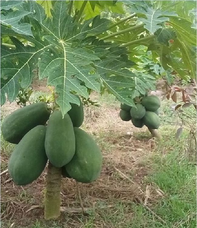 Hạt Giống Đu Đủ Lùn Siêu Trái ( gói 10 hạt ) - VTNT