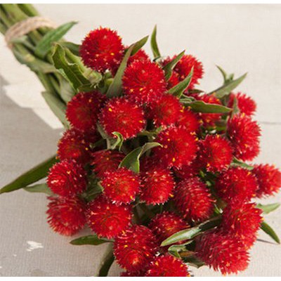 MJ308 GÓI 20 Hạt Giống Hoa Cúc Bách Nhật Đỏ Hạt Mới Tỷ Lệ Nảy Mầm 90% Trà cúc bách nhật giúp sáng mắt